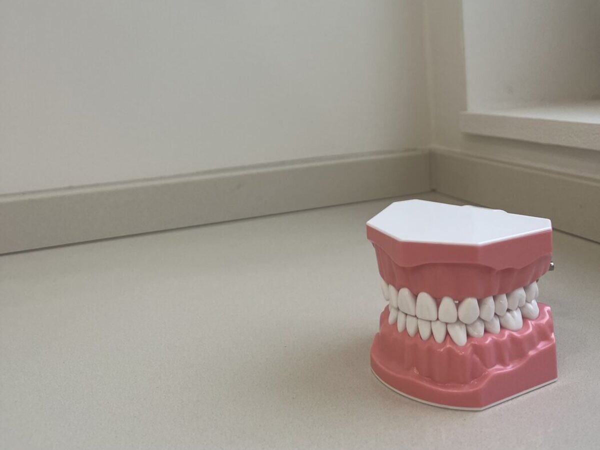 Modèle pédagogique illustrant la santé des gencives et des dents